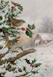 Wren i Hollybush ved et sommerhus