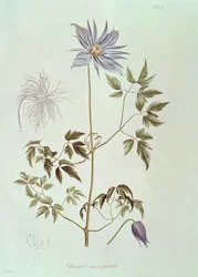 Clematis macropetala, fra "Icones Plantarum Floram Rossicam" 1829