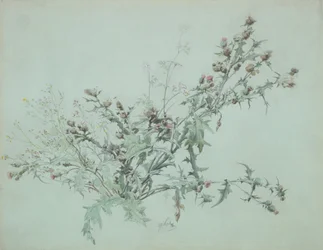 Studie af en blomstrende tidsel, 1846.