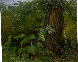 Pilestamme med undervegetation