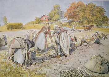 Gravning af kartofler