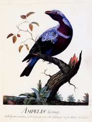 Ampelis cotinga (Cotinga cotinga), Lilla-breasted Cotinga, akvarel