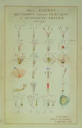 Illustration af Linnean Plant Sexual System (koloreret stik)