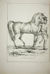 Royal Guard, Norman Cavalier, ikke i fuld kjole, og hest, nr. 3