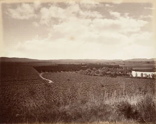 Lake Vineyard and Orange Grove, Los Angeles, 1876, trykt ca. 1876.