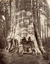 Skovens Moder, 1865-66, trykt ca. 1876.