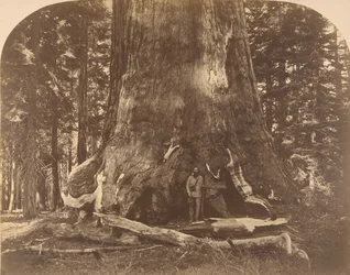 Sektion af Grisly Giant, Mariposa Grove, 1861.