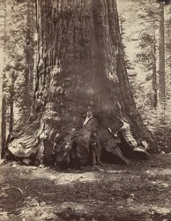Sektion af Grizzly Giant med Galen Clark, Mariposa Grove, Yosemite, 1865-66, trykt ca. 1876.