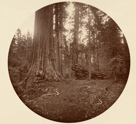 Skovens Fader - C. Grove, ca. 1878.