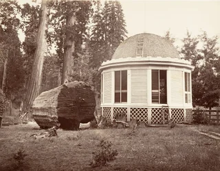 Huset bygget over stubben af et stort træ, 1865-66, trykt ca. 1876.