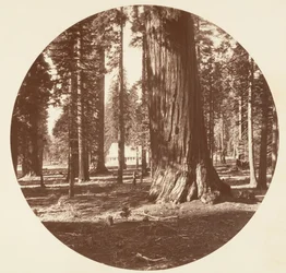 Mammoth Grove Hotel fra Grove - Calaveras, ca. 1878.