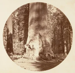 Skovens Moder - Calaveras Grove, ca. 1878.