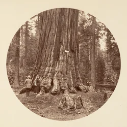 Skovens stolthed - Calaveras Grove, ca. 1878.