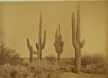 [Kaktus, Arizona - Cereus Giganteus].