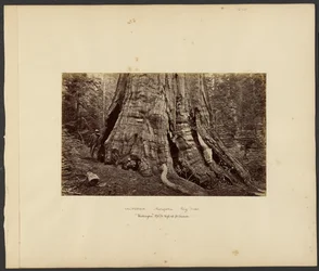 [Californien - Mariposa Big Trees, "Washington" 270 fod høj, 92 fod i omkreds].