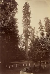 Kæmpe-rødtræ, Santa Cruz