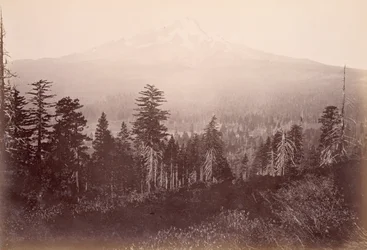 Mount Shasta
