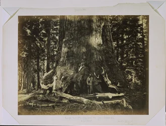 [Del af stammen på "Grizzly Giant" med Clark - Mariposa Grove - 33 fod i diameter]