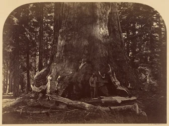 Tværsnit af Grizzly Giant, Mariposa Grove, 33 fod i diameter