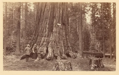 [Skovens stolthed, Calaveras Grove]