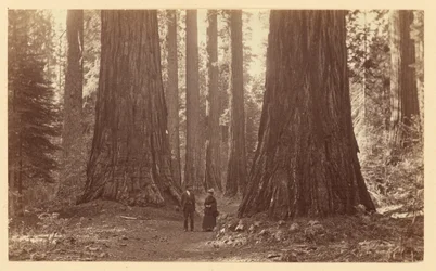 De tre gratier, Calaveras Grove