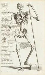 Anatomisk undersøgelse af det menneskelige skelet af Carlo Cesi