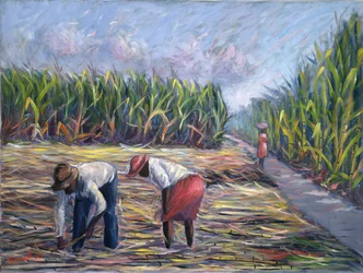 Sukkerrørhøst, 1986