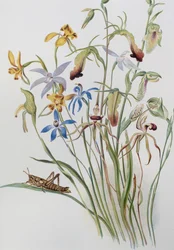 Iris og Blue Speedwell