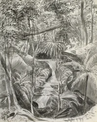 Junglestudie, 1800-tallet