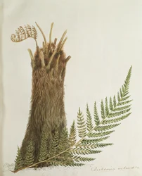 Studie af en bregne, 1800-tallet