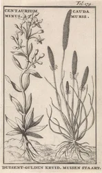 Tusindgylden og musehale. Centaurium Minus. Cauda Muris. Tusindgylden. Musehale (titel på genstanden)