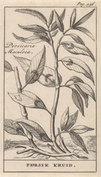 fersken krydderi Persicaria Maculosa / Persik Herb (titel på objekt)