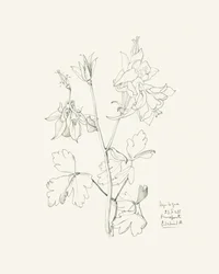 Tegning af en botanisk akeleje