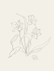 Elegant blomster-stregtegning