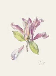 Lyserød akvarel-magnolia