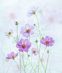 Drømmende lyserøde kosmosblomster