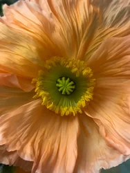 Komposition - Blomster, 2019 (foto)
