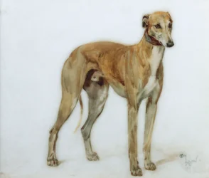 En fawn Greyhound, 1897