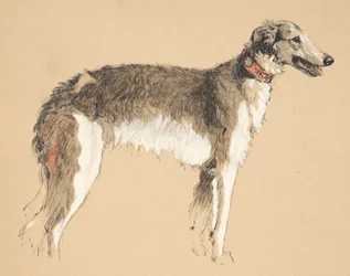 Borzoi, 1930, Illustrationer fra hans skitsebog brugt til Just Among Friends, senere udgivet af Eyre og Spottiswoode Limited, 1934 (kridt og trækul på papir)