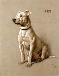 Jim, en Bull Terrier (kridt på gråt papir)
