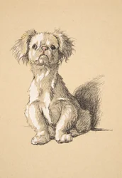 Peke, 1930, Illustrationer fra hans skitsebog brugt til Just Among Friends, Aldin, Cecil Charles Windsor (1870-1935), senere udgivet af Eyre og Spottiswoode Limited, 1934, Chalk and Charcoal på papir