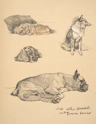 Peke, Collie, Spaniel og tysk bokser, 1930, Illustrationer fra hans skitsebog til 