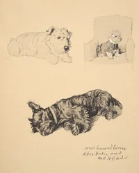 Wire-haired Terrier, Aberdeen og West Highlander, 1930, Illustrationer fra hans skitsebog brugt til Just Among Friends, Aldin, Cecil Charles Windsor (1870-1935), senere udgivet af Eyre og Spottiswood