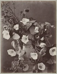Blomsterstudie med Kölnerpotte