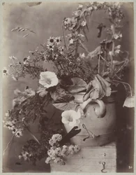 Blomsterstudie med Kölnerpotte på æske
