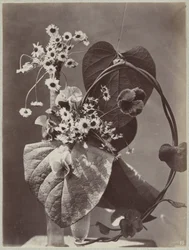 Blomsterstudie med glasvaser