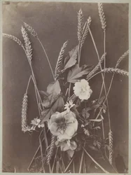 Blomsterstudie med aks