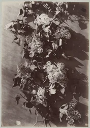 Blomsterstudie med grene