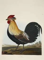 Hane, Phasianus, fra »Et udvalg af britiske fugle«, udgivet 1835