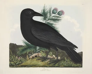 Raven, Corvus Corai, fra 